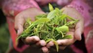 馬爾：似茶的年華