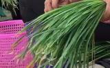 韭菜抽检不合格 合肥一个体工商户被罚2000元  