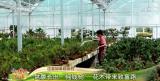 走進鄉村看小康 | 江蘇如皋顧莊村：盆景長出“搖錢樹” 花木帶來致富路