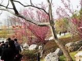 网友咨询合肥滨湖云谷体育公园何时恢复建设 官方回复