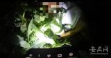 濉溪一男子酒驾客车撞到树上  从车窗被甩到玉米地