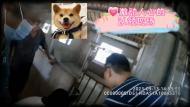 被盜的牧羊犬終于找到潁上主人啦  還產(chǎn)下了六只可愛的小狗崽（視頻）