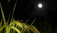 崔志強：母親等我在深夜