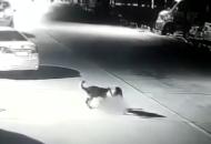 法院科普《民法典》：養犬傷人，應擔啥責任？