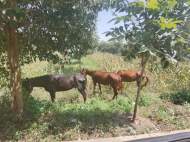 咋回事？六安一汽車修理廠內出現六匹馬