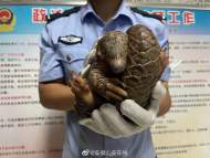 野生穿山甲蜷縮在國道 石臺民警迅速將其救下