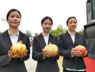 金秋“懷遠(yuǎn)石榴王”揭曉  這三個(gè)品種摘冠