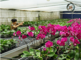 【肥西苗卉 貝海拾珠】芬芳蝴蝶蘭  綻放企業發展新“花”樣
