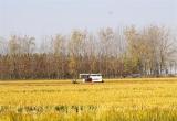 懷遠縣河溜鎮11萬畝粳糯稻開鐮收割