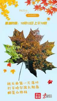 直播｜秋天的第一片落葉——打卡哈爾濱太陽島醉美白樺林
