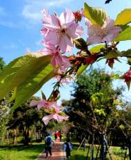 合肥公園桂花與櫻花“同框”   專家：正常