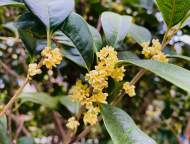 真香！合肥桂花終于開(kāi)了