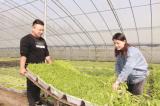 盆栽蔬菜 俏銷市場(chǎng)