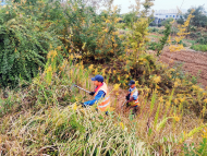 合肥出現生態殺手“一枝黃花”？相關部門：正集中鏟除