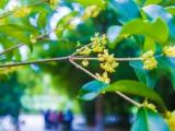 真香！高溫干旱"惹禍" 巢城桂花集體"遲到"