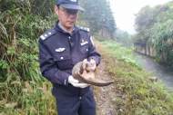 宣城驚現中華穿山甲！國家一級野生保護動物