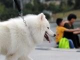合肥高新区已办理2775张犬证