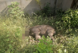 宣城市宣州区计划猎捕野猪300头