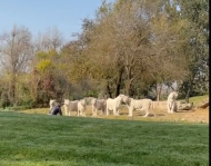 北京野生動物園通報游客非法闖入事件：與11只白虎對峙，不斷挑釁動物