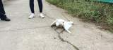 六安民警救助國家重點保護動物白鷺