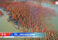 航拍：合肥紅杉樹火紅絢麗