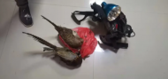 两男子非法狩猎雉鸡 被灵璧警方采取刑事强制措施