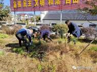 黃山市鏟除“加拿大一枝黃花”保護農業生態環境安全 