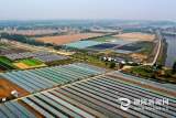 铜陵市江心洲上“菜篮子”  每天供应3万斤新鲜蔬菜