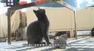 何显玉：送猫记