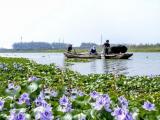 水利部河湖保护中心点赞巢湖保护工作