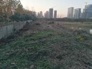 合肥多處發現“加拿大一枝黃花”續 陶沖湖公園附近已清理干凈