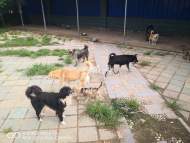 安徽信息工程學院通報：保安捕捉流浪犬時處置極其不當被停職