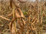 安徽今年大豆種植凈利潤為近5年最高