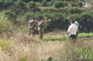 “野豬傷人”事件頻發(fā)  專家：其天敵豺和豹已多年未見