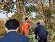 鋸樹枝被砸傷  六安76歲高齡老人被困四米高大樹