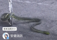 銅陵一工廠車間出現毒蛇“竹葉青”  消防員將其放生野外山中