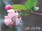  淮南街頭海棠出小紅 因驚十月起溫風(fēng)
