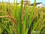 黄山市提醒：“米袋子”“油罐子”存储充实 不用囤货
