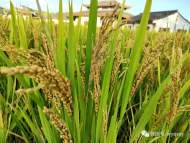 黃山市提醒：“米袋子”“油罐子”存儲充實(shí) 不用囤貨