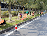 應(yīng)對寒潮 合肥行道樹裹上“保暖衣”  
