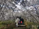 黄山又现雾凇奇景 冰花世界美如画卷