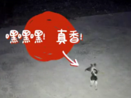 監控為證！41只雞被盜 小偷竟是只小花狗
