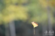 開學季合肥迎來多云天氣 最高溫不超過30℃