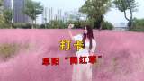 打卡阜陽“網(wǎng)紅草”，童話般的景色盡收眼底