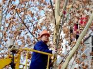 合肥一小區(qū)高大樹木影響采光 園林工人進(jìn)行修剪