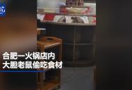 合肥一火鍋店內  大膽老鼠偷吃食材