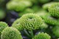 劉效仁：老魚的朋友圈