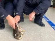 撞到玻璃上被發現 金寨警民攜手救助國家二級保護野生動物隼