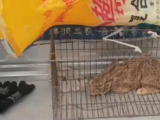阜阳三男子非法狩猎解嘴馋 当场被抓