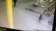 合肥市區驚現“二師兄”橫行   特警到場后將其擊斃